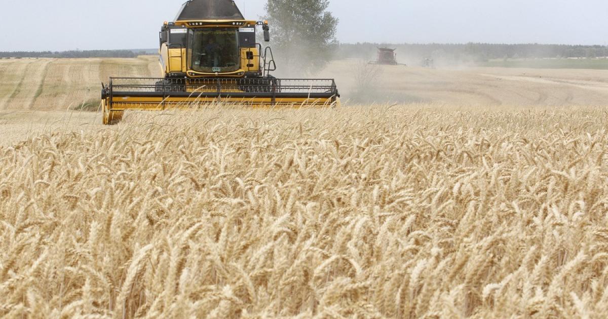 البنك الدولي: أزمة أوكرانيا تهدد بنقص إمدادات القمح 
